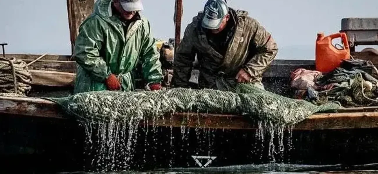 Вилов українських рибалок сягнув 21,5 тис. тонни: де і якої риби найбільше