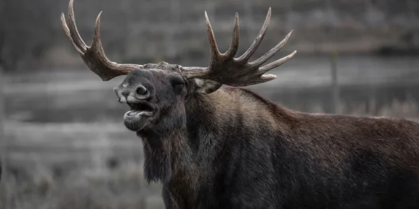 На трасі біля Вінниці мікроавтобус збив червонокнижного лося: відео і деталі трагедії