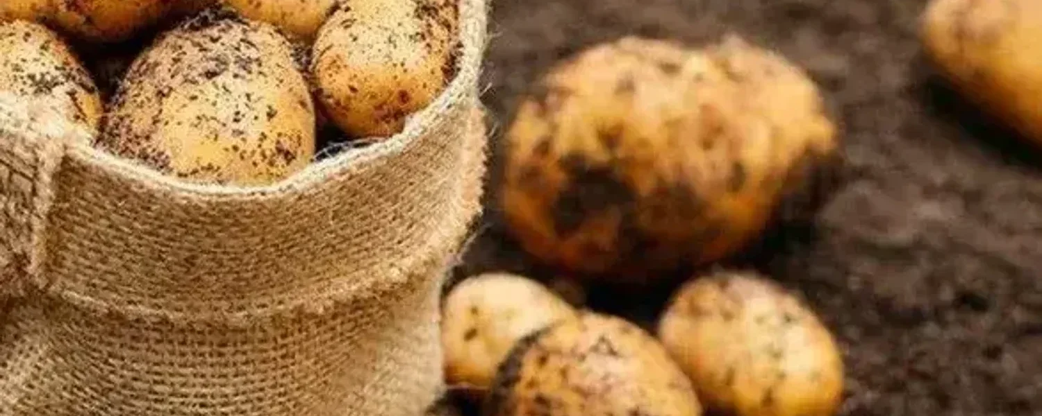 Чи вплинули погодні умови на урожай картоплі в Україні: в Асоціації виробників дали відповідь