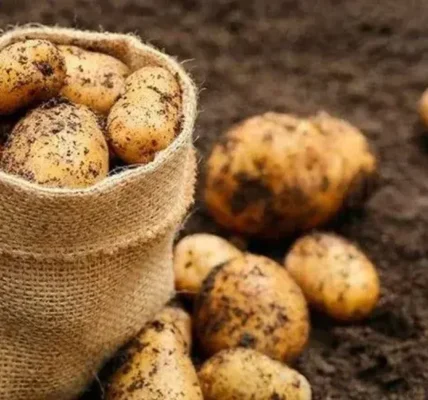 Чи вплинули погодні умови на урожай картоплі в Україні: в Асоціації виробників дали відповідь