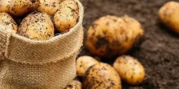 Чи вплинули погодні умови на урожай картоплі в Україні: в Асоціації виробників дали відповідь