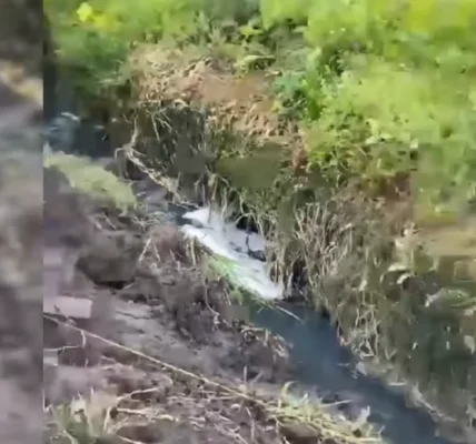 У Хмельницькому в річці стався масовий мор риби