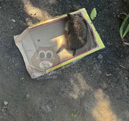 Молодики під Києвом знущалися з їжака, поліція з’ясовує обставини