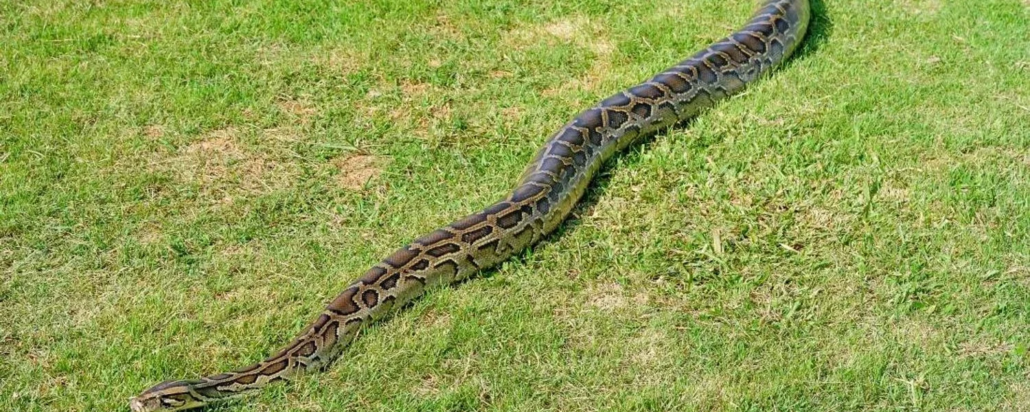 Українські Національні Новини (УНН)