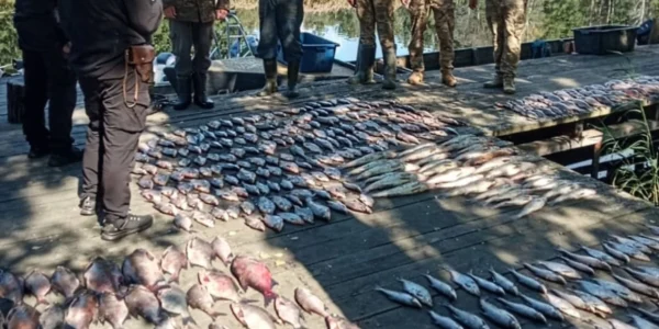 Браконьєри ловили рибу в радіаційній зоні на Київщині, завдавши збитків на мільйони - поліція