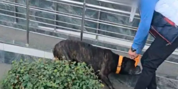 Чоловік бив собаку на вулиці в Києві: йому загрожує штраф та вилучення тварини