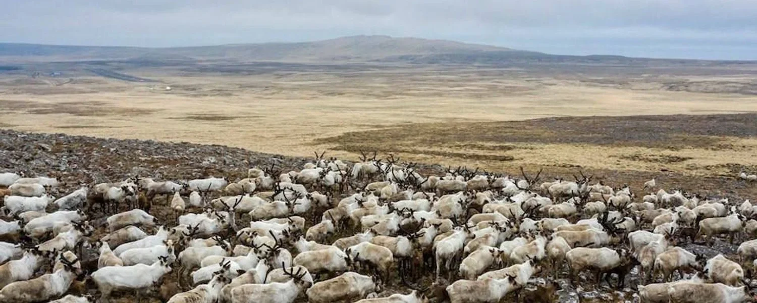Українські Національні Новини (УНН)