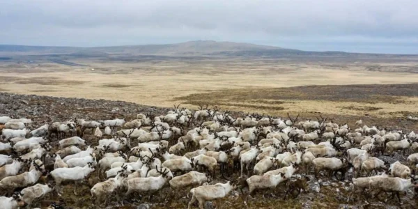 Українські Національні Новини (УНН)