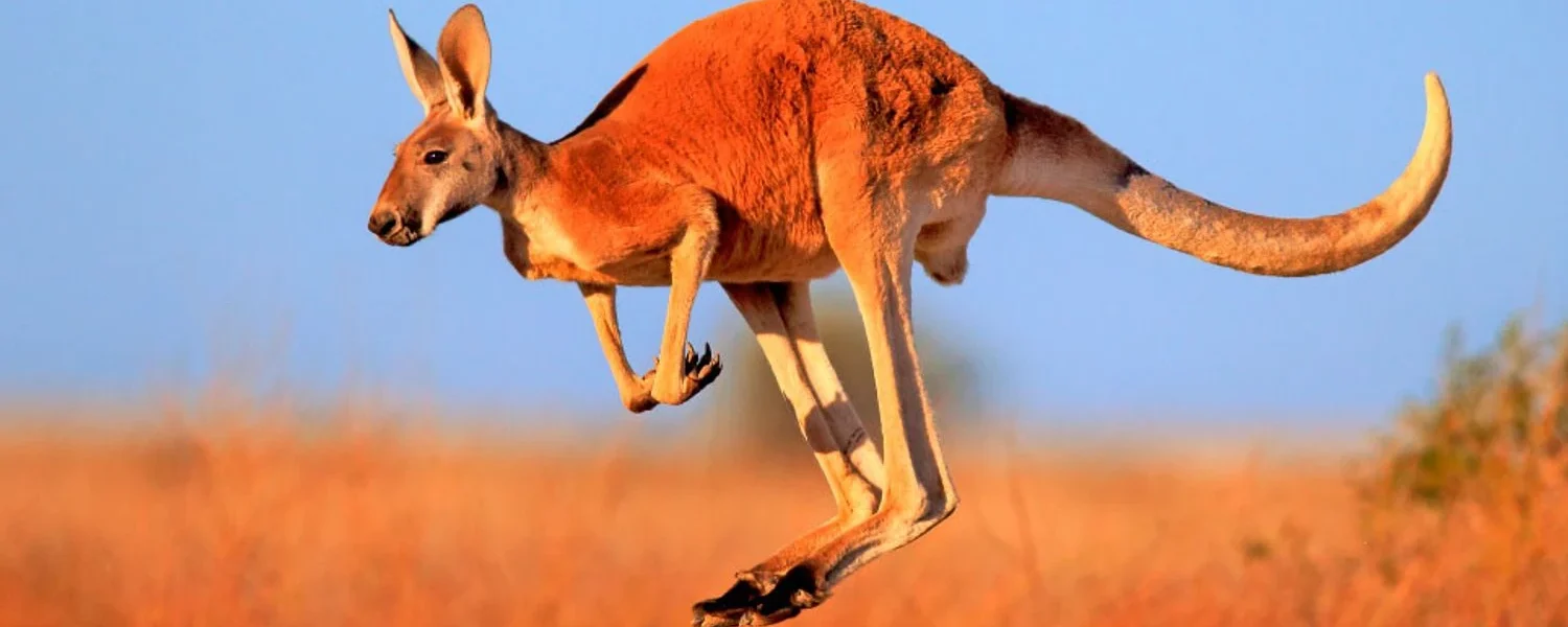 Всесвітній день кенгуру та Міжнародний день дипломатів: що ще святкують 24 жовтня
