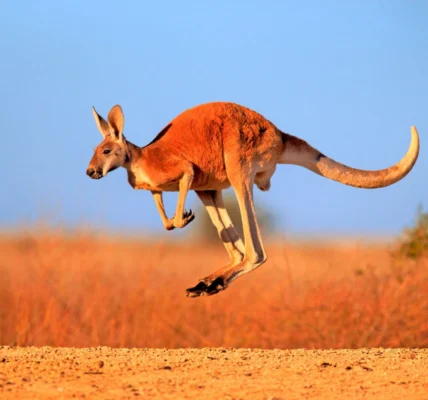 Всесвітній день кенгуру та Міжнародний день дипломатів: що ще святкують 24 жовтня