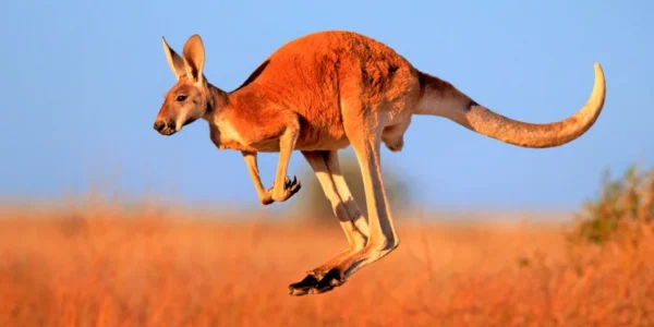 Всесвітній день кенгуру та Міжнародний день дипломатів: що ще святкують 24 жовтня