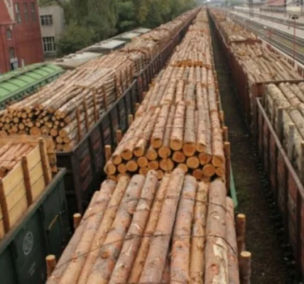 В Україні тимчасово заборонили експорт необробленої деревини