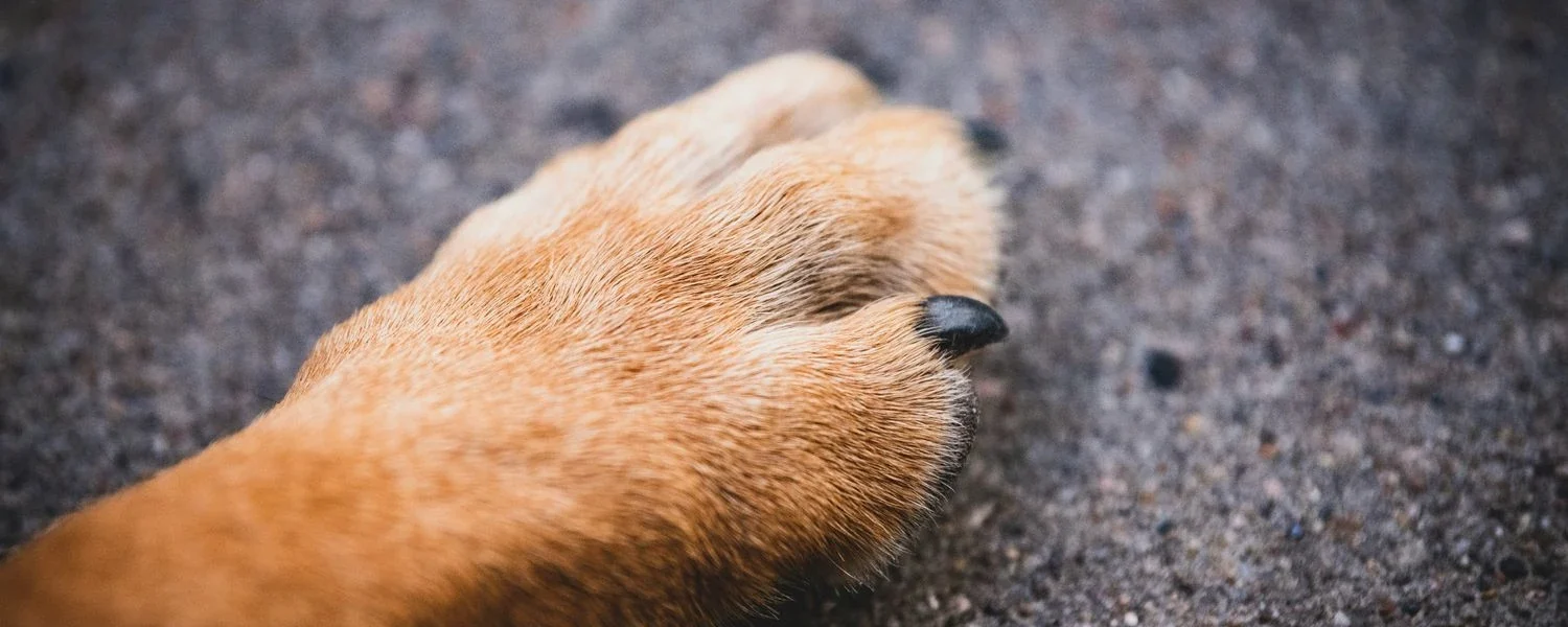 У мережі повідомили про масове отруєння собак: за справу взялася поліція