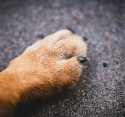 У мережі повідомили про масове отруєння собак: за справу взялася поліція