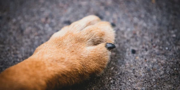 У мережі повідомили про масове отруєння собак: за справу взялася поліція