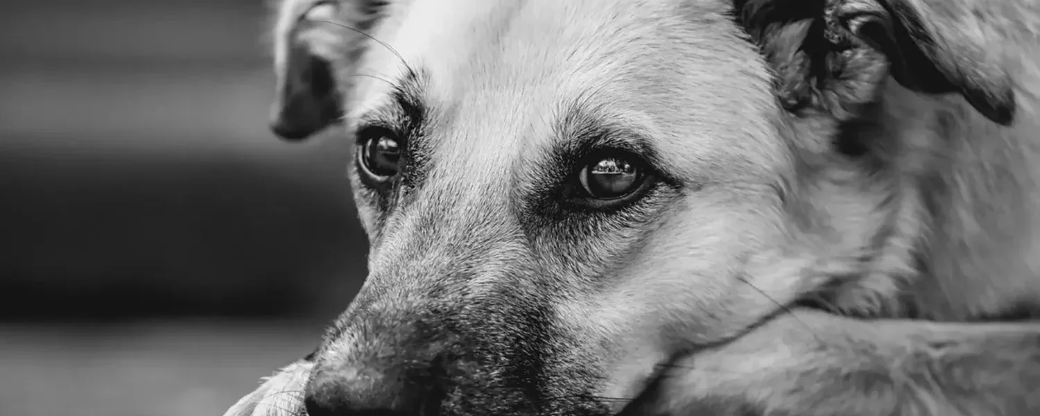 Українські Національні Новини (УНН)