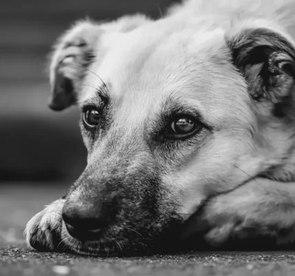 Українські Національні Новини (УНН)