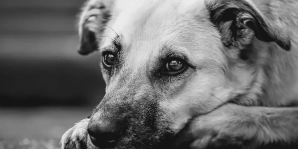 Українські Національні Новини (УНН)