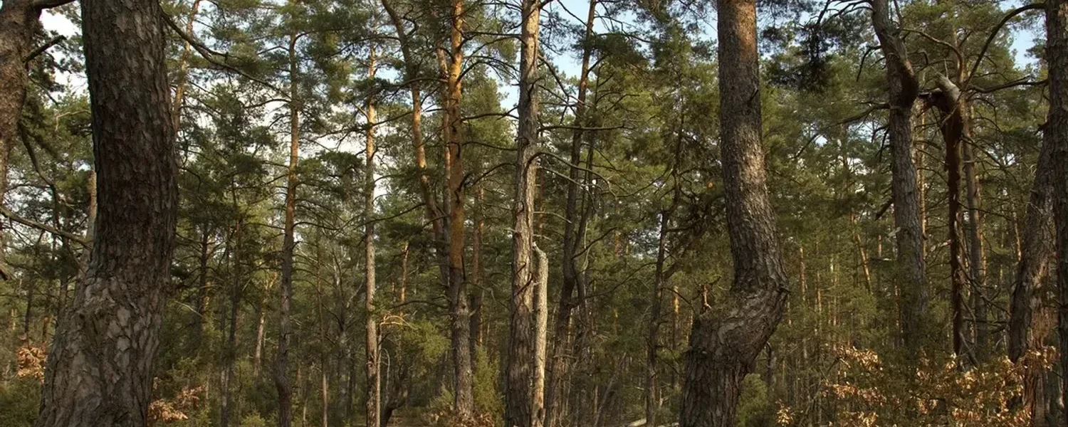 Біля Буковеля викрито схему незаконного відчуження 6 га лісу: троє фігурантів отримали підозри