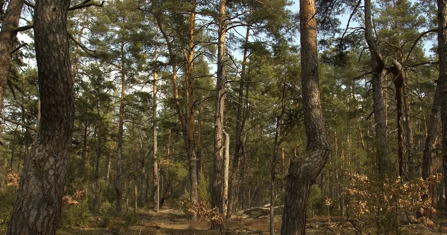 Біля Буковеля викрито схему незаконного відчуження 6 га лісу: троє фігурантів отримали підозри