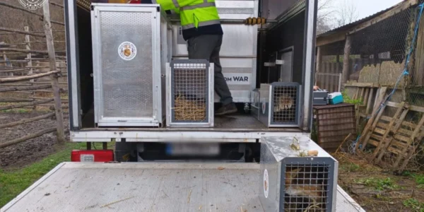 Не лише левиць: ще частину тварин вилучили із приватного зоокутка у Хмельницькому