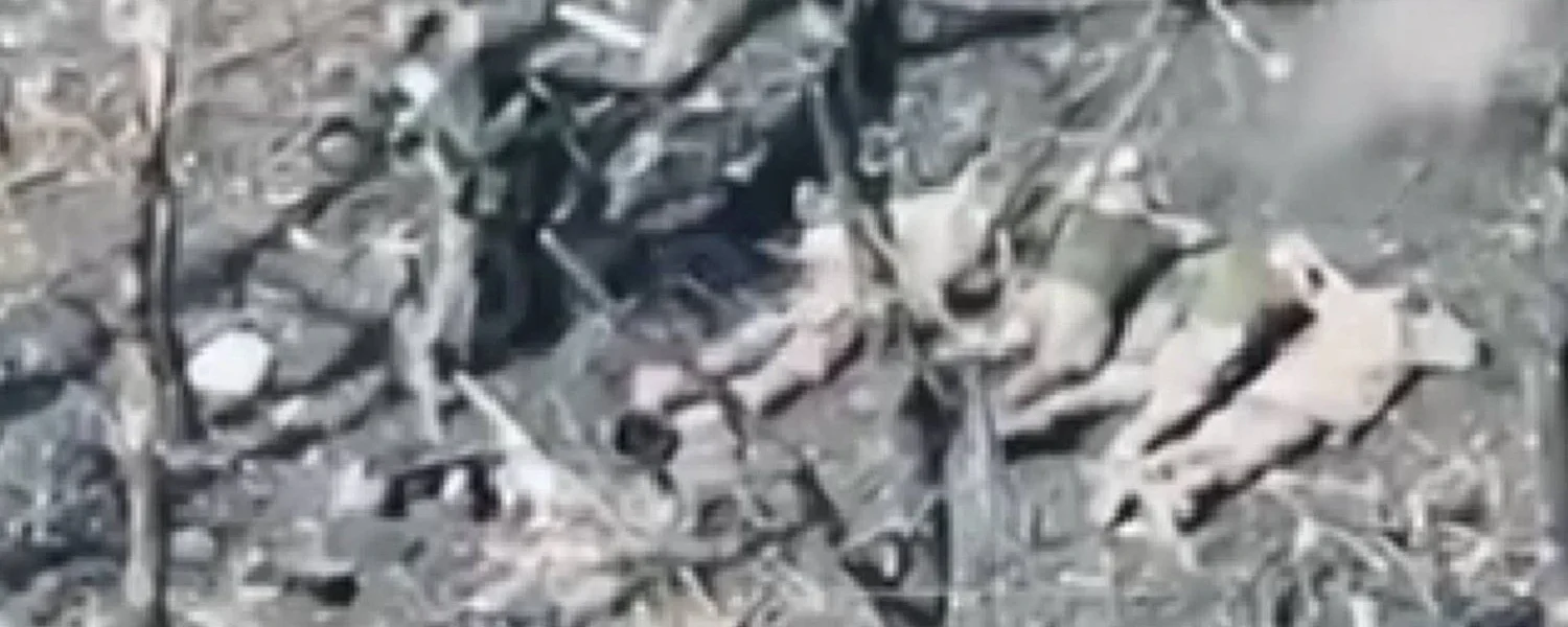 Окупанти розстріляли 5 полонених військовослужбовців ЗСУ, розпочато розслідування - Офіс Генпрокурора