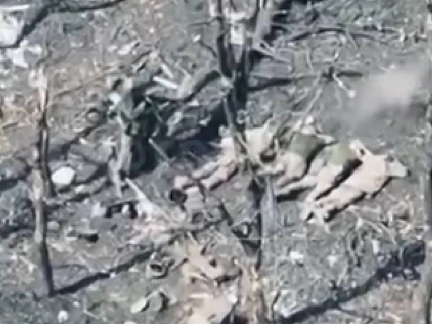 Окупанти розстріляли 5 полонених військовослужбовців ЗСУ, розпочато розслідування - Офіс Генпрокурора