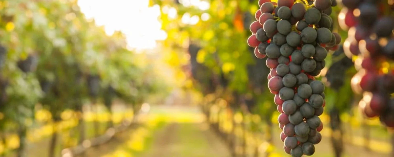 Франція виділить 150 млн доларів на вирубку виноградників через падіння попиту на вино - Bloomberg