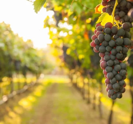 Франція виділить 150 млн доларів на вирубку виноградників через падіння попиту на вино - Bloomberg