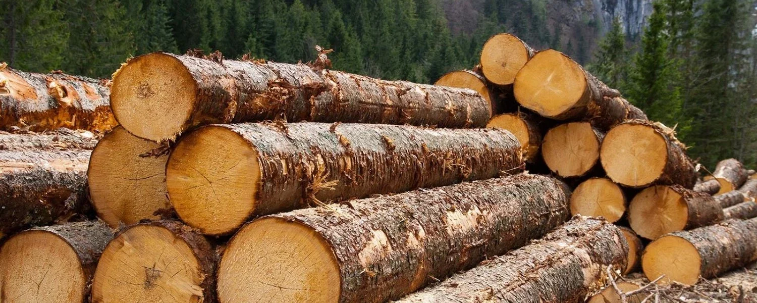 В Україні запускають е-кабінет експортера для прозорості ринку деревини