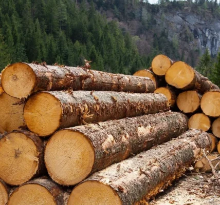 В Україні запускають е-кабінет експортера для прозорості ринку деревини