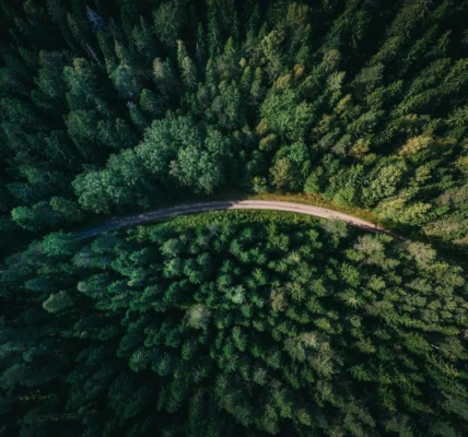 Кабмін оновив план управління лісами до 2035 року: відомі деталі