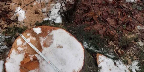 Українські Національні Новини (УНН)