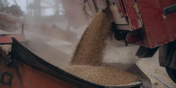 Україна завершила збір врожаю: 57,6 млн тонн зернових та 17,3 млн тонн олійних