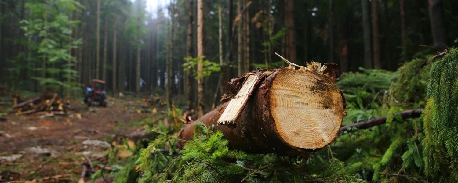 Незаконні рубки у заповідниках та лісах і десятки мільйонів збитків довкіллю - Кравченко розповів про п