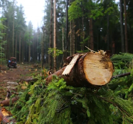 Незаконні рубки у заповідниках та лісах і десятки мільйонів збитків довкіллю - Кравченко розповів про п