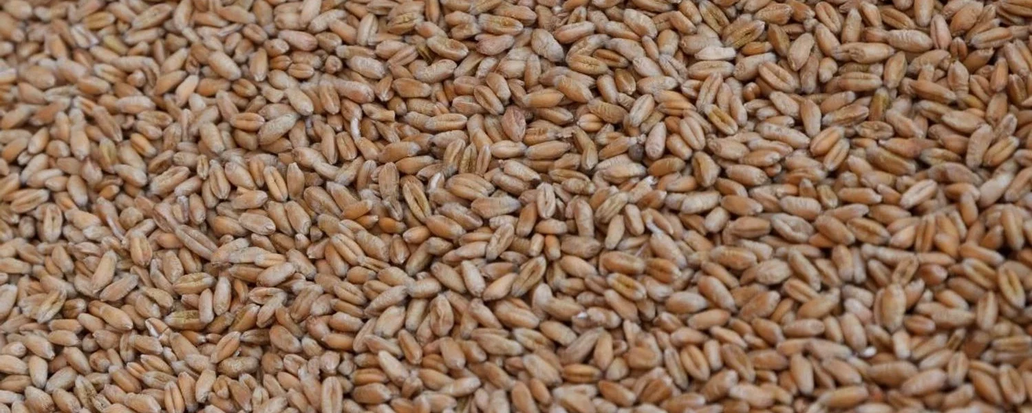 рф викрала 2 млн тонн українського зерна минулого року та продала його в Африці, Азії та Європі - Сибіга