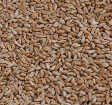 рф викрала 2 млн тонн українського зерна минулого року та продала його в Африці, Азії та Європі - Сибіга