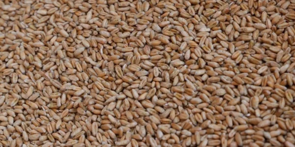 рф викрала 2 млн тонн українського зерна минулого року та продала його в Африці, Азії та Європі - Сибіга