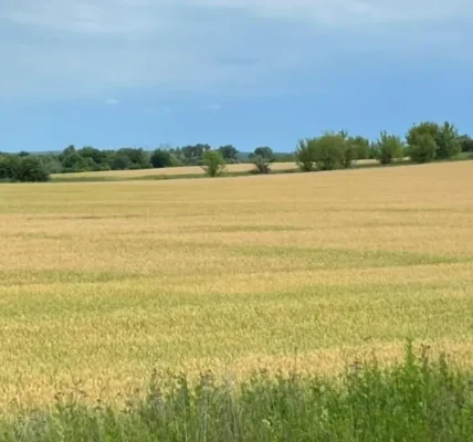 Прокуратура Київщини домоглася повернення тисяч гектарів землі державі