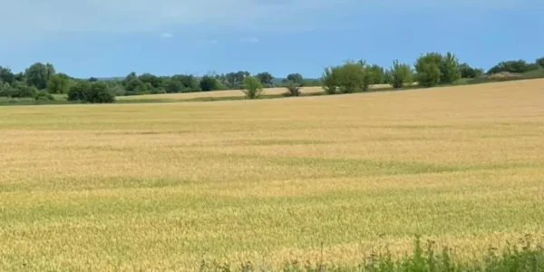 Прокуратура Київщини домоглася повернення тисяч гектарів землі державі