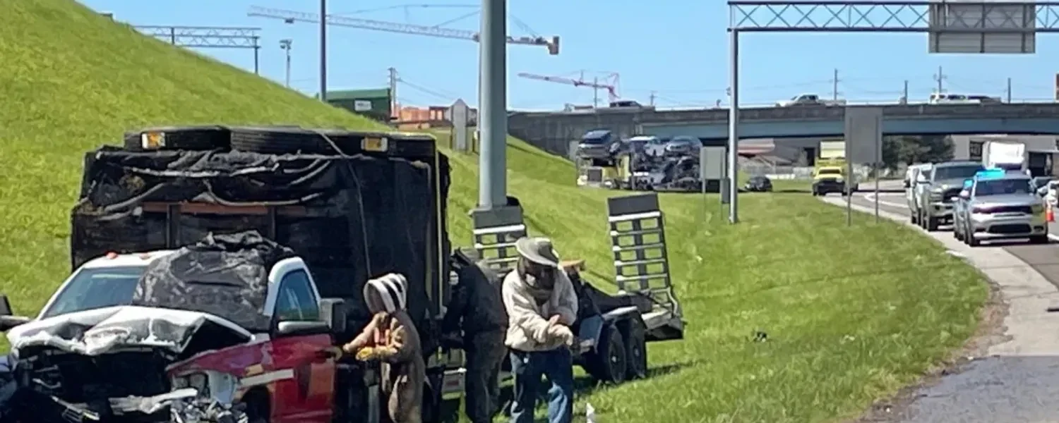 У США мільйон бджіл заблокував з’їзд з автомагістралі після ДТП вантажівки