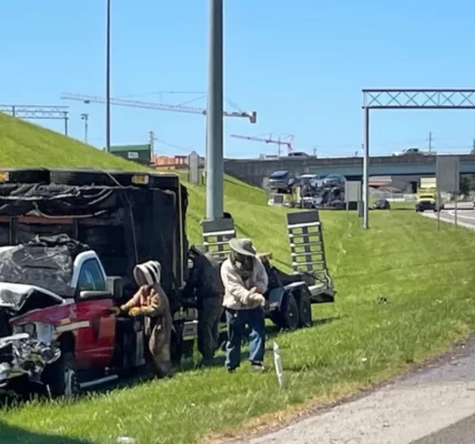 У США мільйон бджіл заблокував з’їзд з автомагістралі після ДТП вантажівки