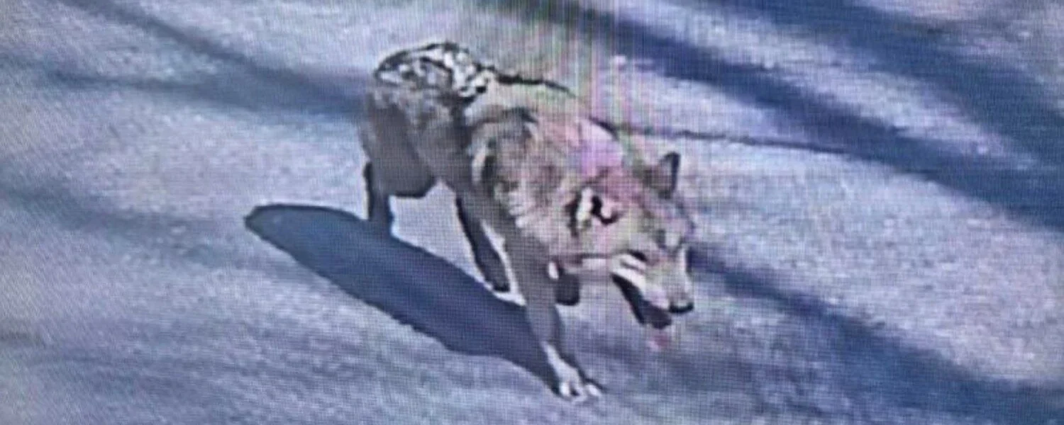 У Південній Кореї спіймали вовка-втікача після дев’яти днів пошуків