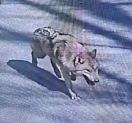 У Південній Кореї спіймали вовка-втікача після дев’яти днів пошуків