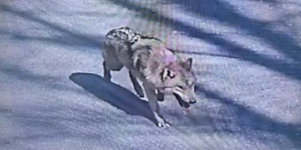 У Південній Кореї спіймали вовка-втікача після дев’яти днів пошуків