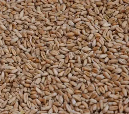 Україна вимагає припинити торгівлю вкраденим зерном - МЗС