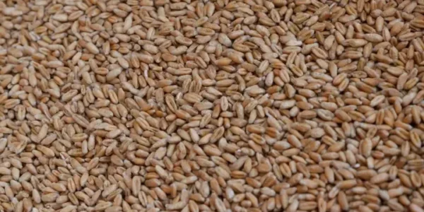 Україна вимагає припинити торгівлю вкраденим зерном - МЗС