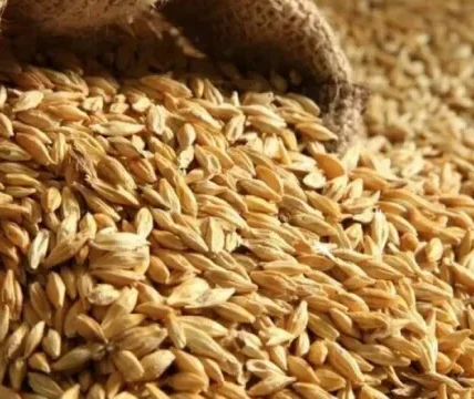 У МЗС назвали країни, куди везуть вкрадене українське зерно з окупованих територій