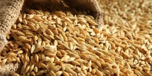 У МЗС назвали країни, куди везуть вкрадене українське зерно з окупованих територій